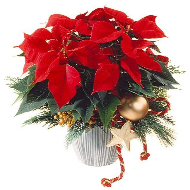 Blume, Blumen-Arrangement, Pflanze, Blumenstrauß, Topfpflanze, Blume, Blumen-Arrangement, Pflanze, Blumenstrauß, Topfpflanze, Blume, Blumen-Arrangement, Pflanze, Blumenstrauß, Topfpflanze