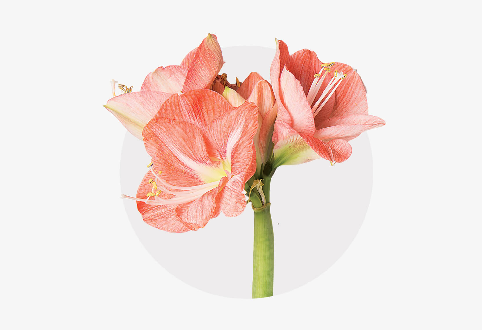 Eine Amaryllis