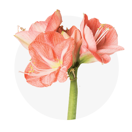 EIne peachfarbende Amaryllis