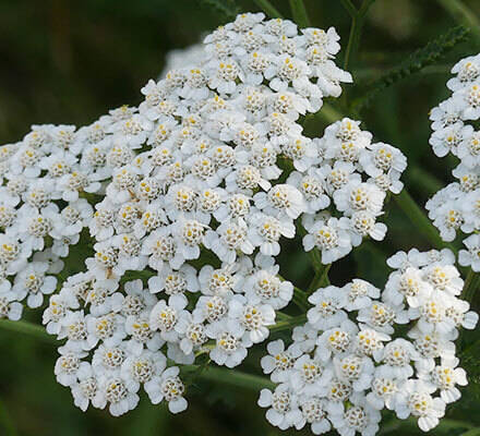 Blüte der Schafgarbe