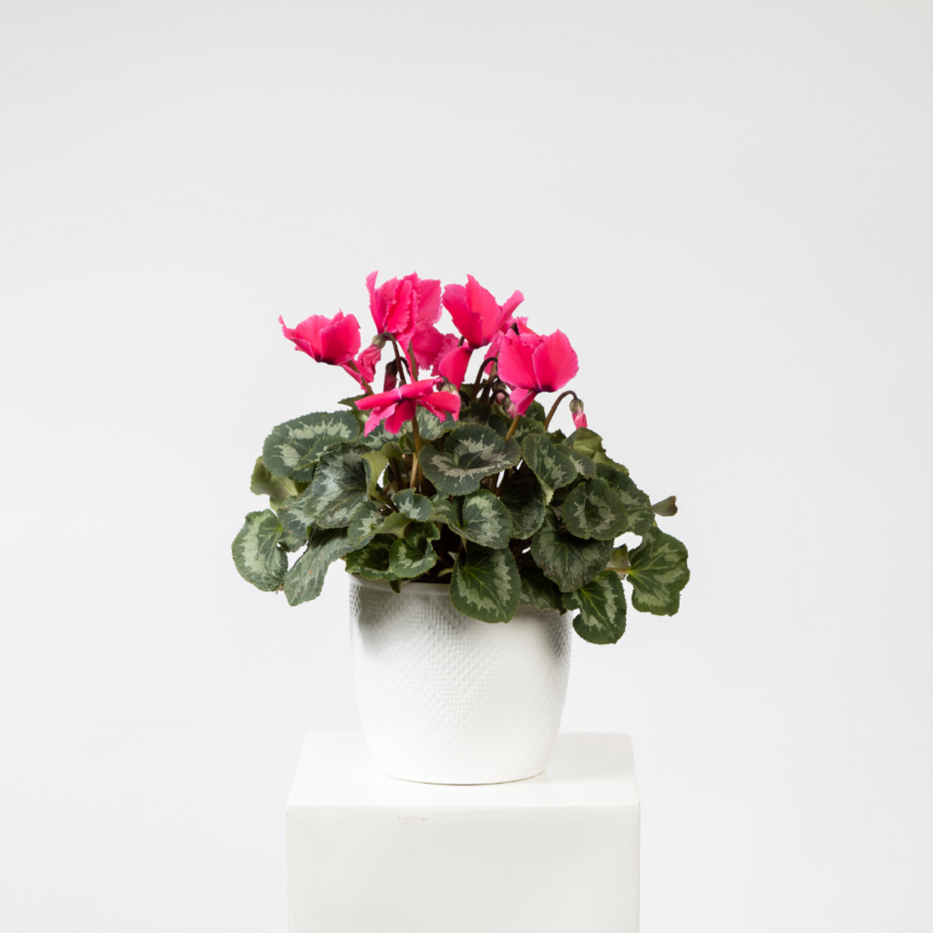 Blume, Geranie, Pflanze, Pflanze im Topf, Blumen-Arrangement, Blume, Geranie, Pflanze, Pflanze im Topf, Blumen-Arrangement, Blume, Geranie, Pflanze, Pflanze im Topf, Blumen-Arrangement, Blume, Geranie, Pflanze, Pflanze im Topf, Blumen-Arrangement