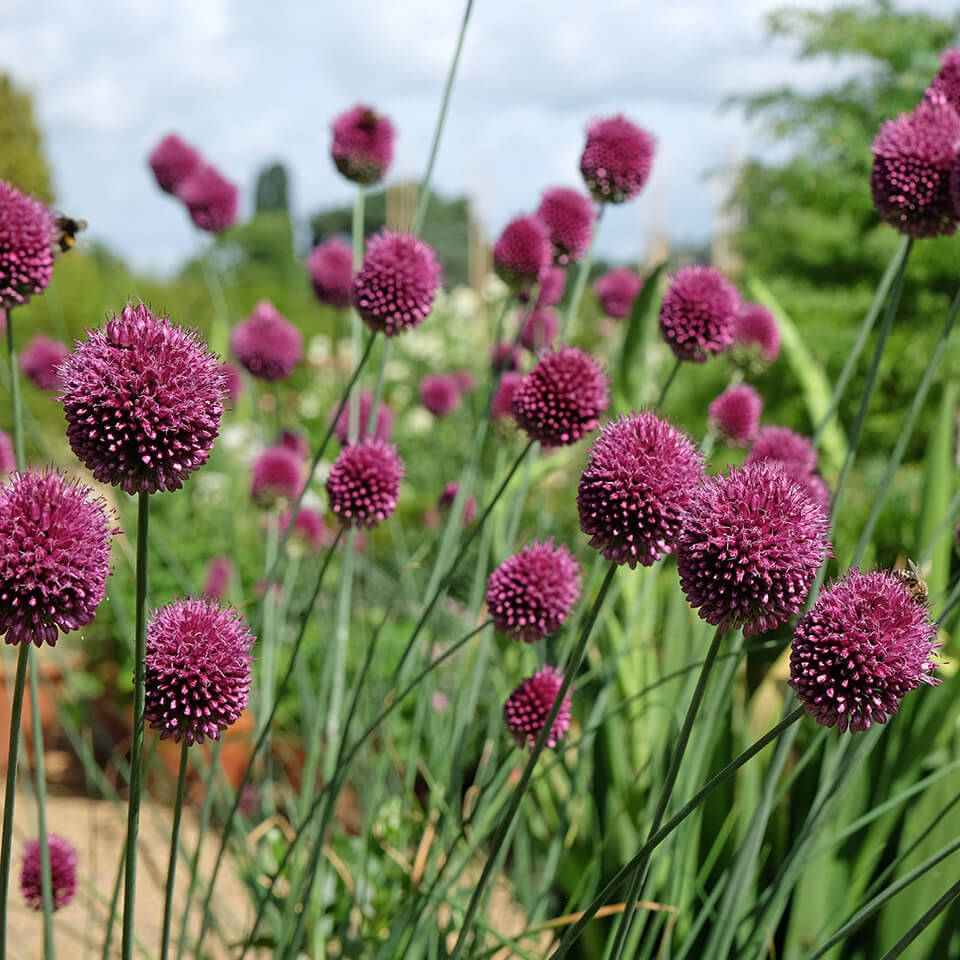 Allium Sphaerocephalon Blüte