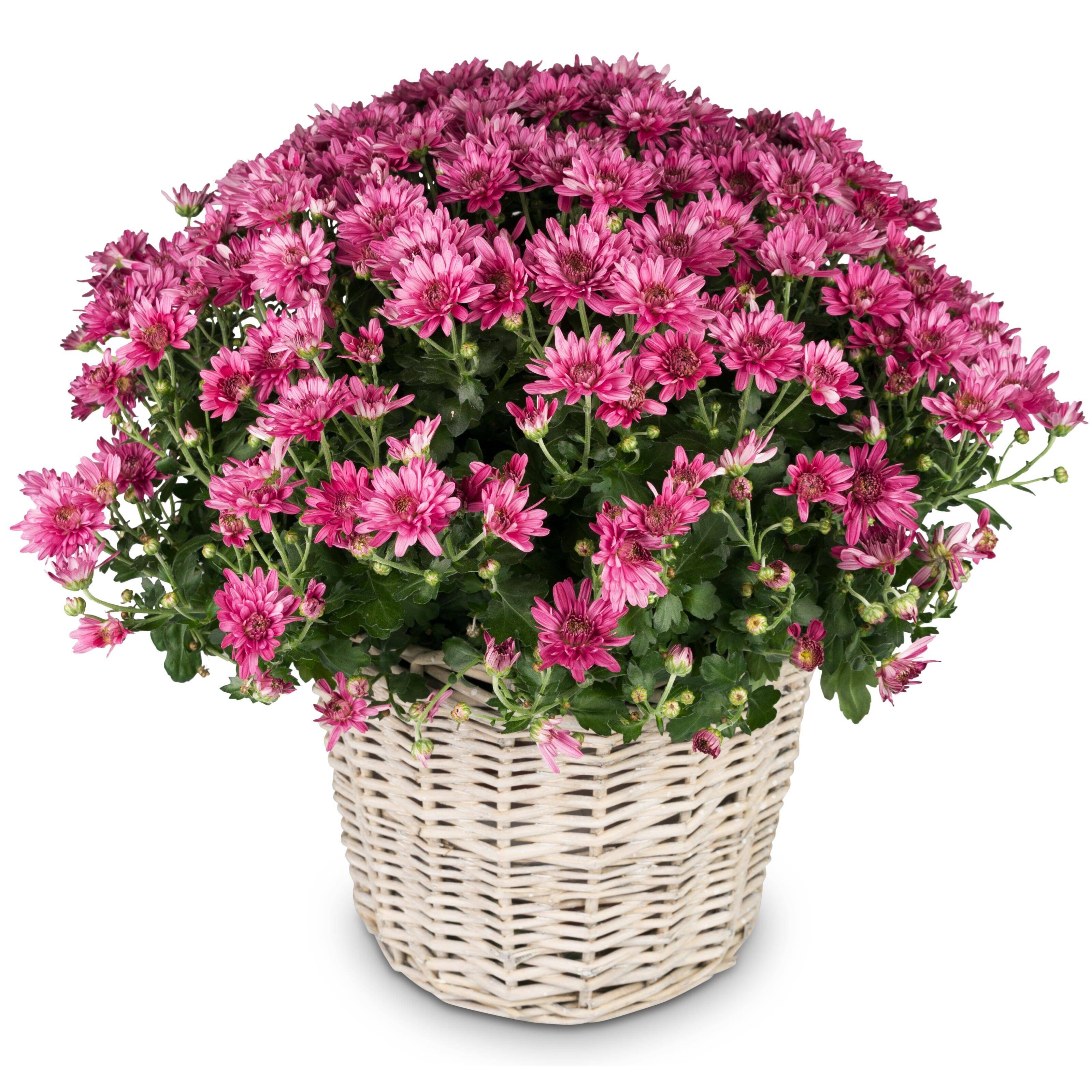 Blumen-Arrangement, Pflanze, Blumenstrauß, Topfpflanze, Geranie, Blumen-Arrangement, Pflanze, Blumenstrauß, Topfpflanze, Geranie, Blumen-Arrangement, Pflanze, Blumenstrauß, Topfpflanze, Geranie, blume, chrysantheme, topfpflanze, pink, korb