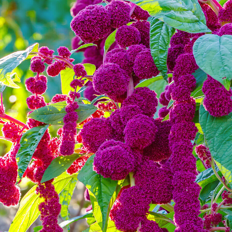 Blüte von Amaranthus caudatus gibbosus ‘Dreadlocks’