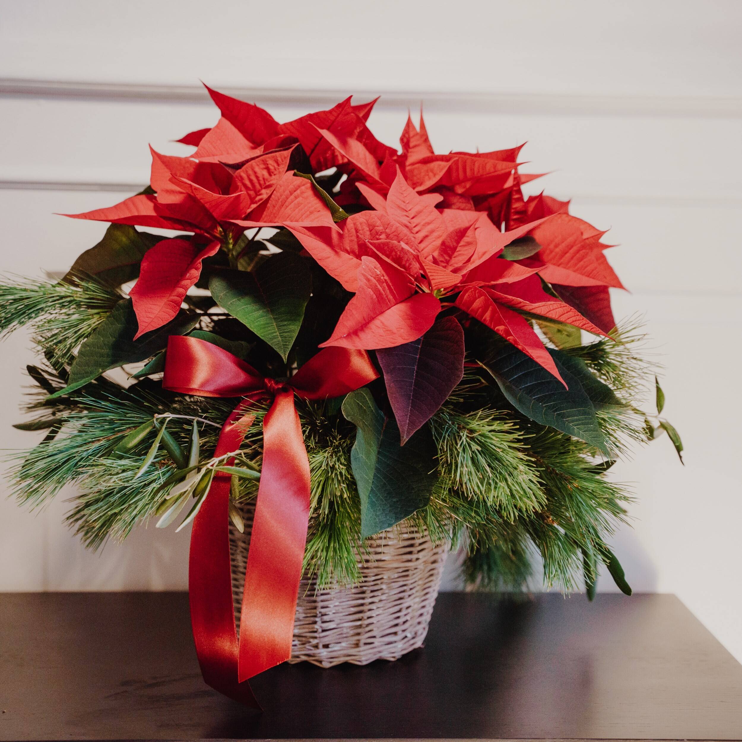 Blume, Blumen-Arrangement, Blumenstrauß, Blatt, Topfpflanze, Blume, Blumen-Arrangement, Blumenstrauß, Blatt, Topfpflanze, Blume, Blumen-Arrangement, Blumenstrauß, Blatt, Topfpflanze, Blume, Blumen-Arrangement, Blumenstrauß, Blatt, Topfpflanze