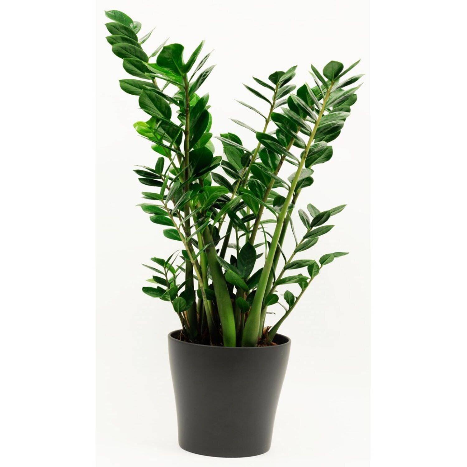 Pflanze, Blatt, Topfpflanze, Palme, Baum, Pflanze, Blatt, Topfpflanze, Palme, Baum, Pflanze, Blatt, Topfpflanze, Palme, Baum, Pflanze, Blatt, Topfpflanze, Palme, Baum, Pflanze, Blatt, Topfpflanze, Palme, Baum, Pflanze, Topf, Grün, Stängel, Laub