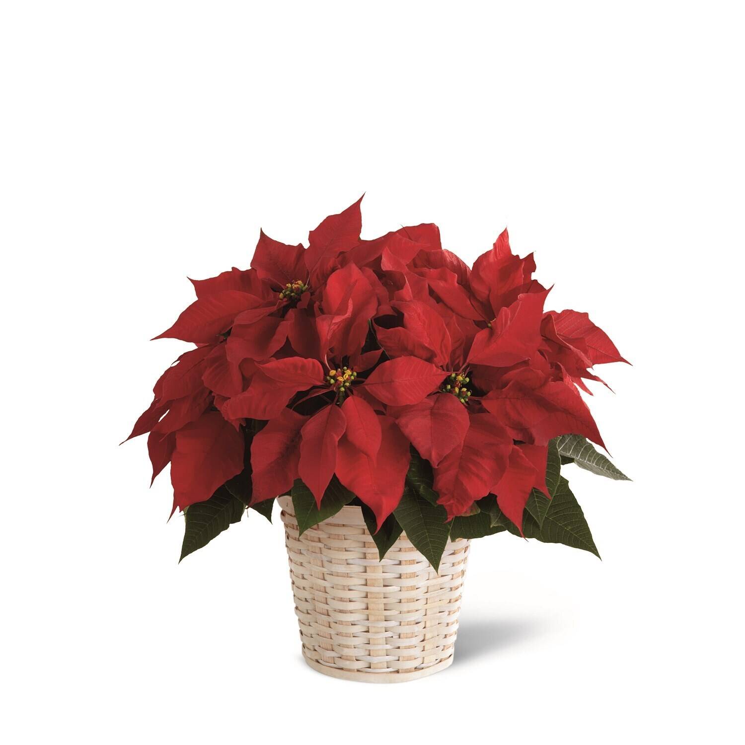 Pflanze, Blatt, Topfpflanze, Blume, Blumen-Arrangement, Pflanze, Blatt, Topfpflanze, Blume, Blumen-Arrangement, Pflanze, Blatt, Topfpflanze, Blume, Blumen-Arrangement, Pflanze, Blatt, Topfpflanze, Blume, Blumen-Arrangement