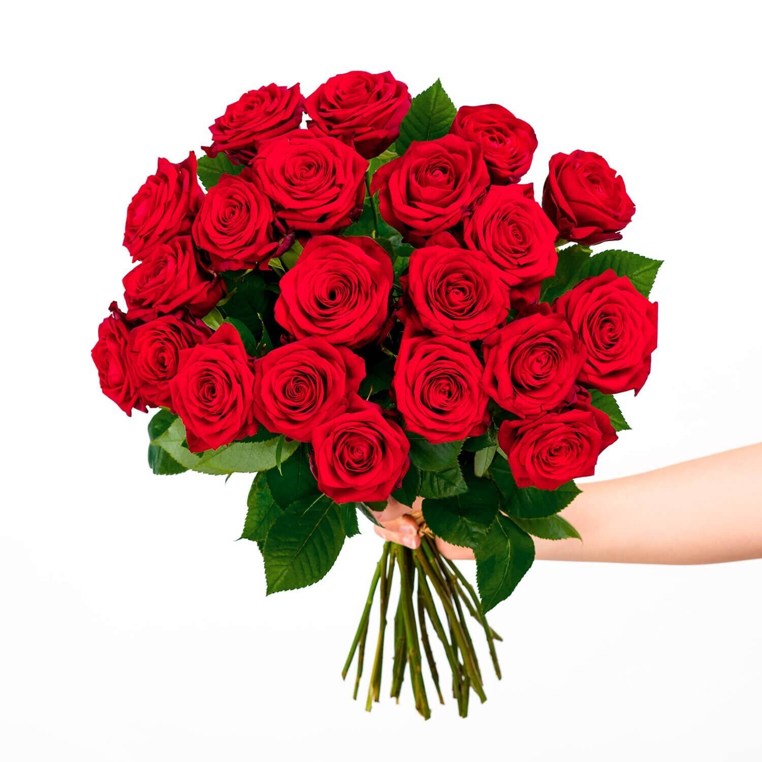 Blume, Blumen-Arrangement, Blumenstrauß, Pflanze, Rose, Blume, Blumen-Arrangement, Blumenstrauß, Pflanze, Rose, Blume, Blumen-Arrangement, Blumenstrauß, Pflanze, Rose, Blume, Blumen-Arrangement, Blumenstrauß, Pflanze, Rose