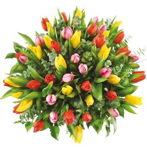 50 colourful tulips