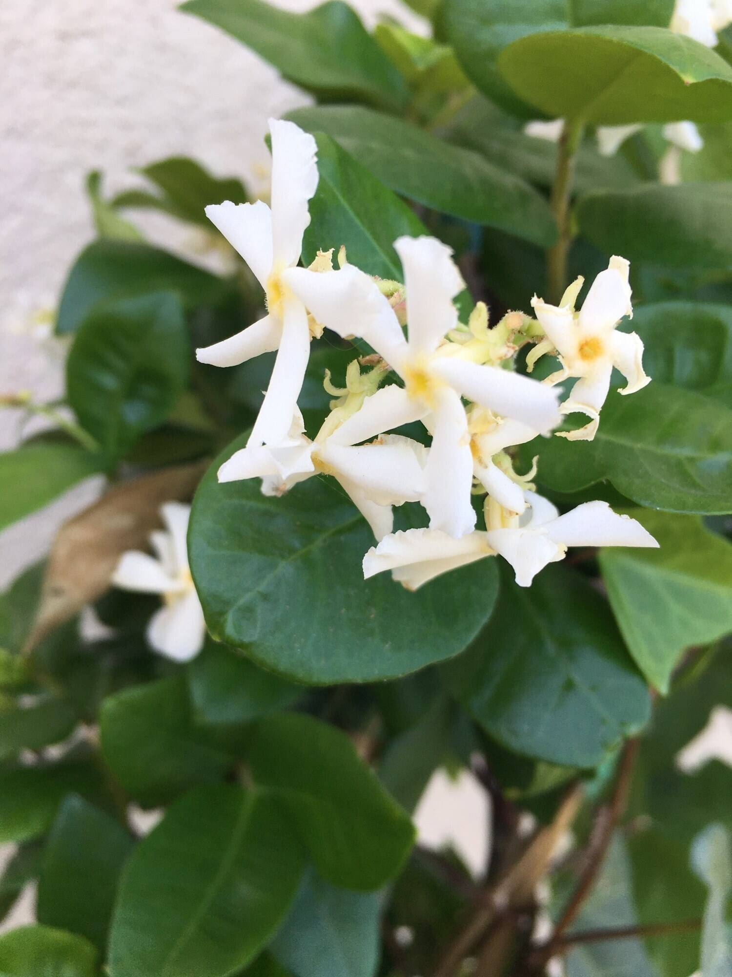 Blume, Pflanze, Blütenblatt, Blatt, Blume, Pflanze, Blütenblatt, Blatt, Blume, Pflanze, Blütenblatt, Blatt, Blume, Pflanze, Blütenblatt, Blatt, Blume, Pflanze, Blütenblatt, Blatt, Blume, Pflanze, Blütenblatt, Blatt, Blume, Pflanze, Blütenblatt, Blatt