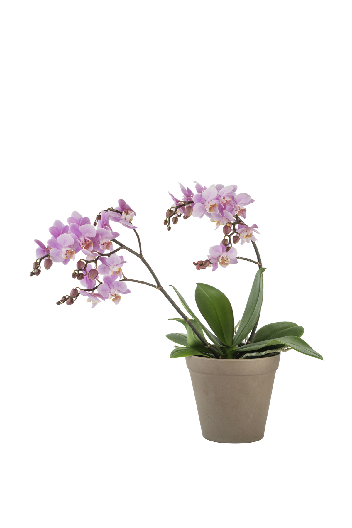 Orchid Pink 242679