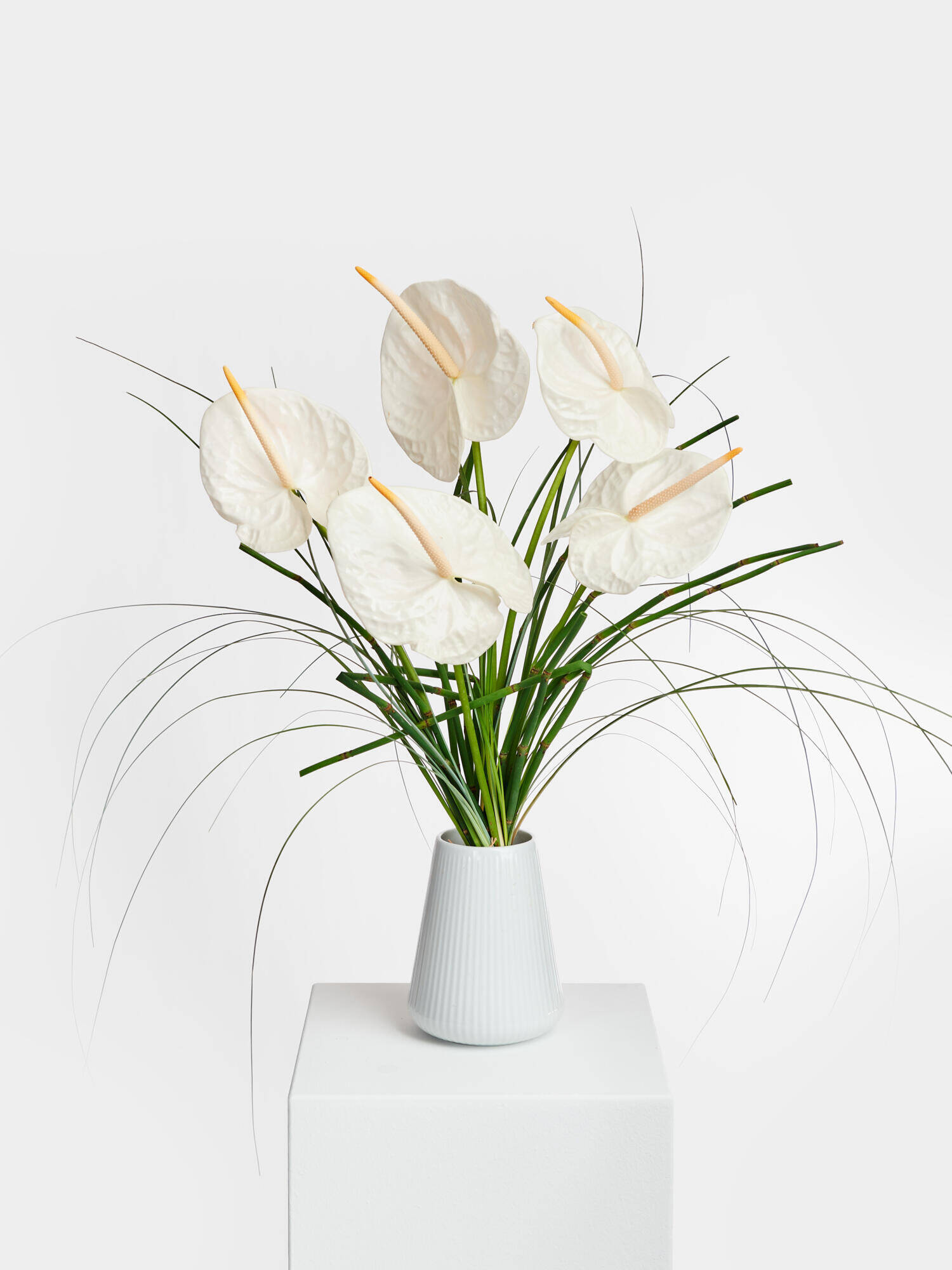 Heaven in Paradise - Main Colors: WHITE