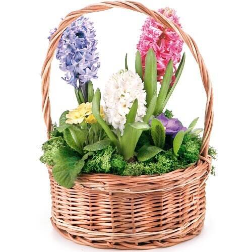Korb, Blume, Blumen-Arrangement, Pflanze, Blumenstrauß, Korb, Blume, Blumen-Arrangement, Pflanze, Blumenstrauß, Korb, Blume, Blumen-Arrangement, Pflanze, Blumenstrauß, Korb, Blume, Blumen-Arrangement, Pflanze, Blumenstrauß