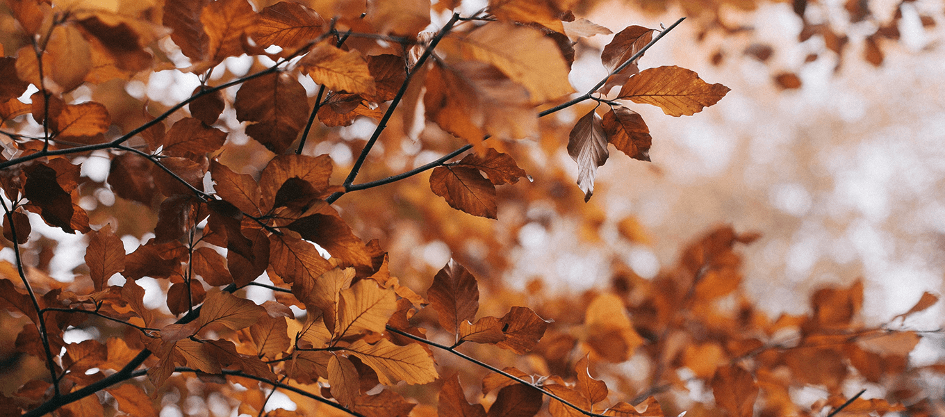 Herbstbaum