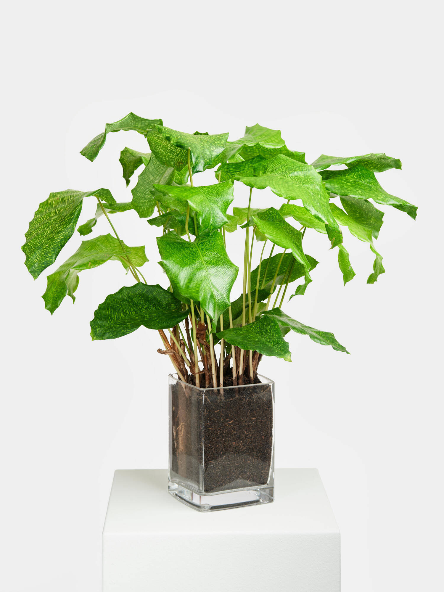 Calathea 'Network' in Vase - Main Colors: GREEN