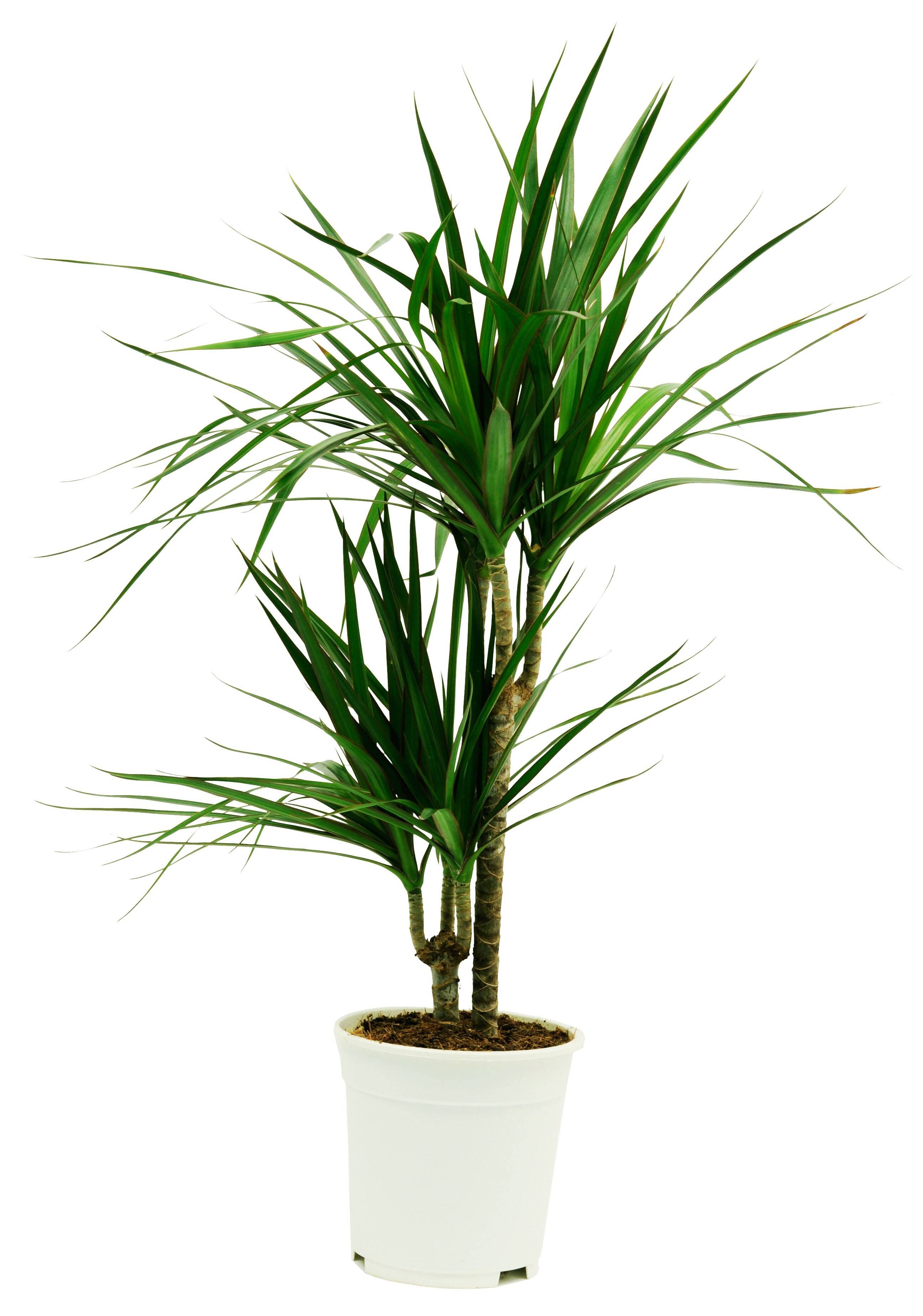 Palme, Pflanze, Baum, Topfpflanze, Blatt, Palme, Pflanze, Baum, Topfpflanze, Blatt, Palme, Pflanze, Baum, Topfpflanze, Blatt, Palme, Pflanze, Baum, Topfpflanze, Blatt, Palme, Pflanze, Baum, Topfpflanze, Blatt