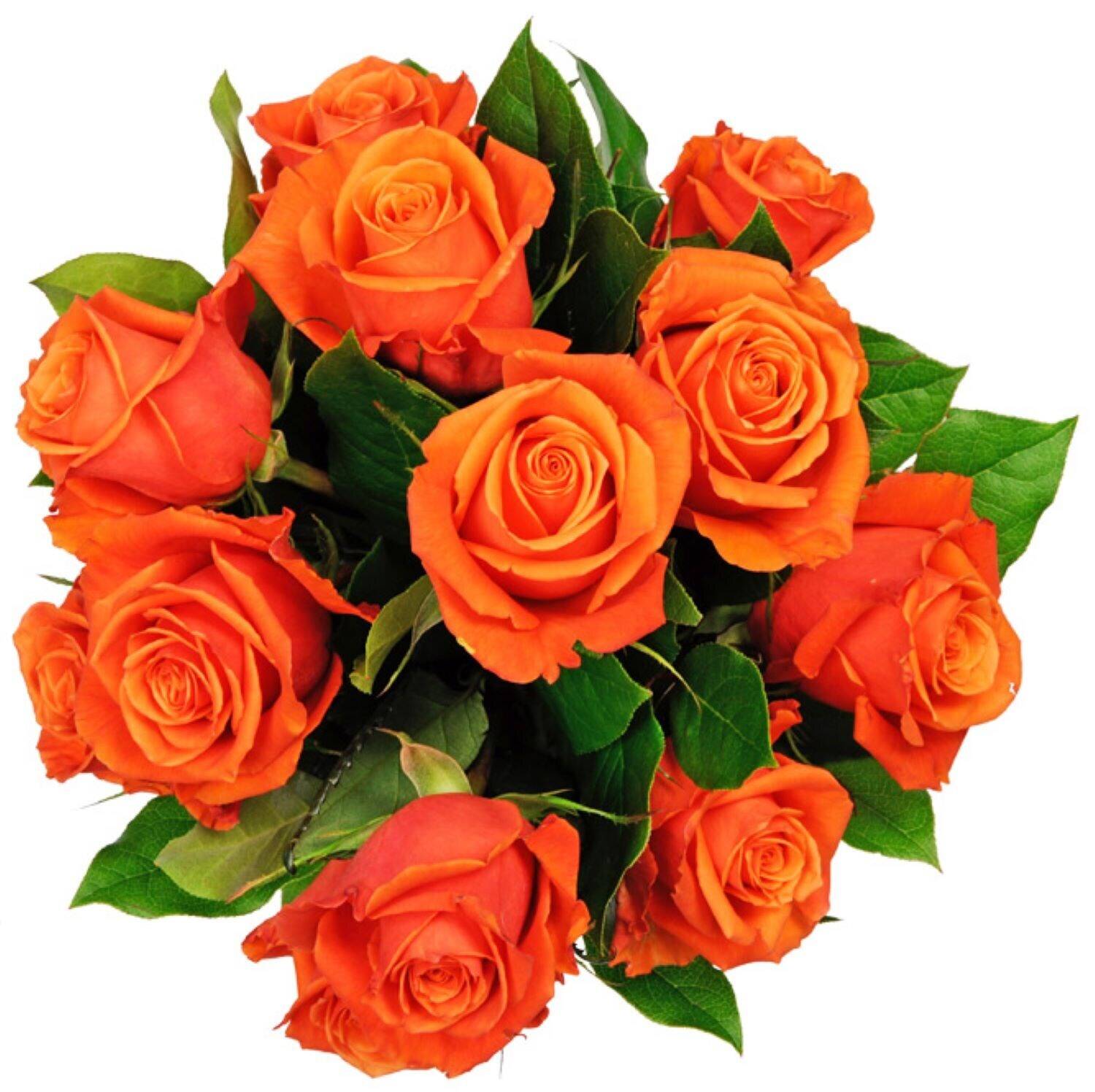 Blume, Pflanze, Rose, Blumen-Arrangement, Blumenstrauß, Blume, Pflanze, Rose, Blumen-Arrangement, Blumenstrauß, Blume, Pflanze, Rose, Blumen-Arrangement, Blumenstrauß, Blume, Pflanze, Rose, Blumen-Arrangement, Blumenstrauß