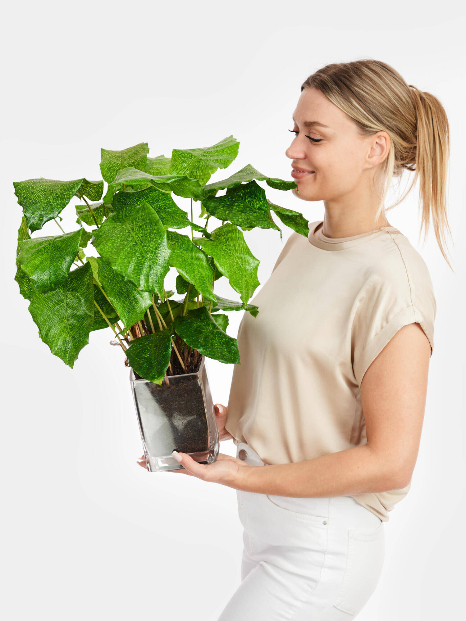 Calathea 'Network' in Vase - Main Colors: GREEN