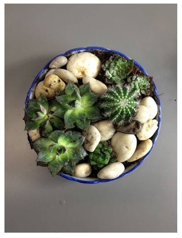 Arrangement of Plants
