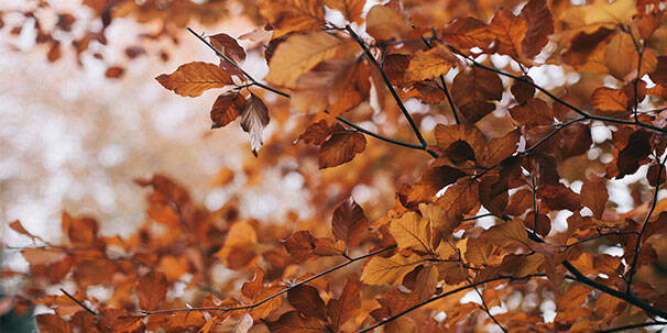 Herbstbaum