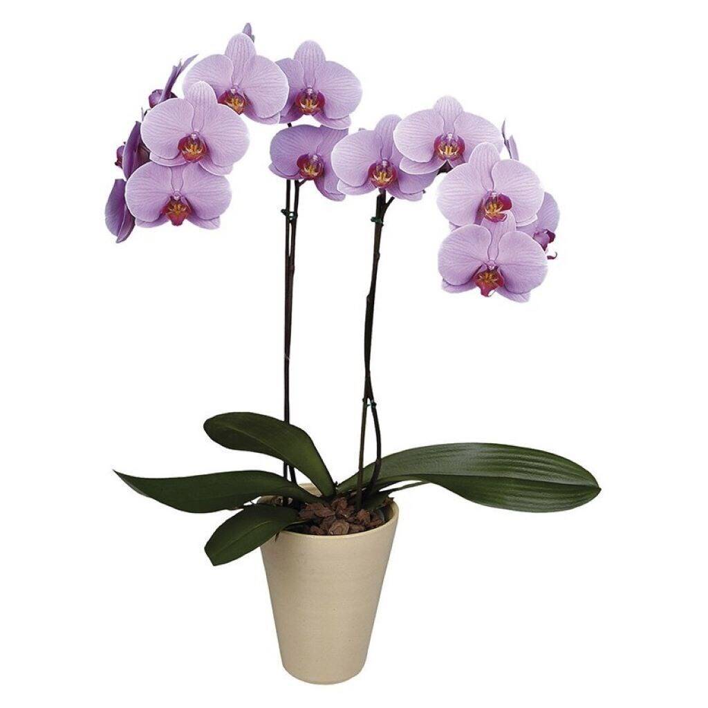 Blume, Pflanze, Orchidee, Blume, Pflanze, Orchidee, Blume, Pflanze, Orchidee, Blume, Pflanze, Orchidee, Blume, Pflanze, Orchidee, Blume, Pflanze, Orchidee, Blume, Pflanze, Orchidee, Blume, Pflanze, Orchidee, Blume, Pflanze, Orchidee
