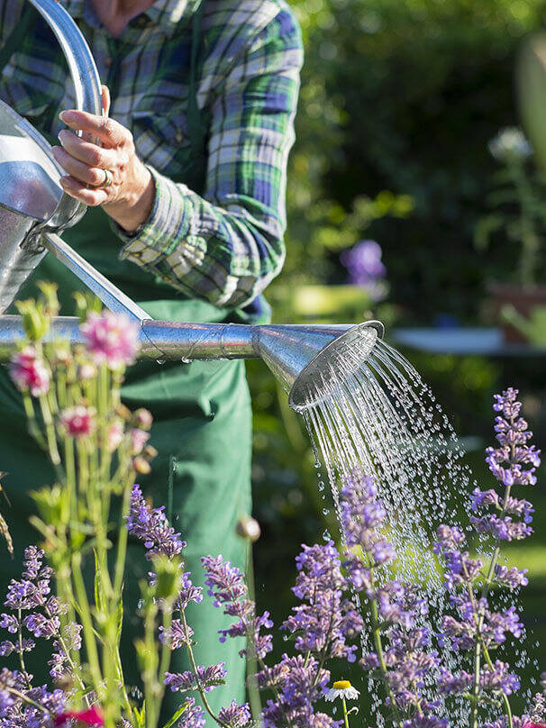 Eine Person wässert Pflanzen im Garten mit einer Gießkanne