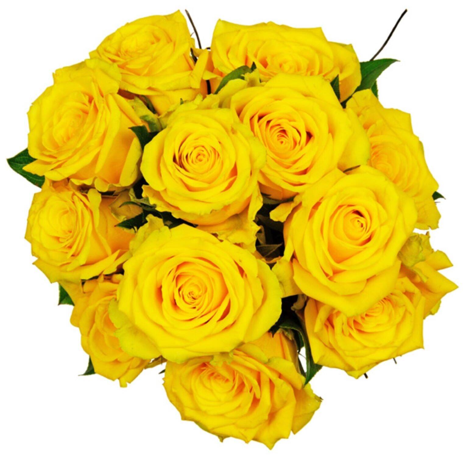 Blume, Pflanze, Rose, Blumen-Arrangement, Blumenstrauß, Blume, Pflanze, Rose, Blumen-Arrangement, Blumenstrauß, Blume, Pflanze, Rose, Blumen-Arrangement, Blumenstrauß, Blume, Pflanze, Rose, Blumen-Arrangement, Blumenstrauß