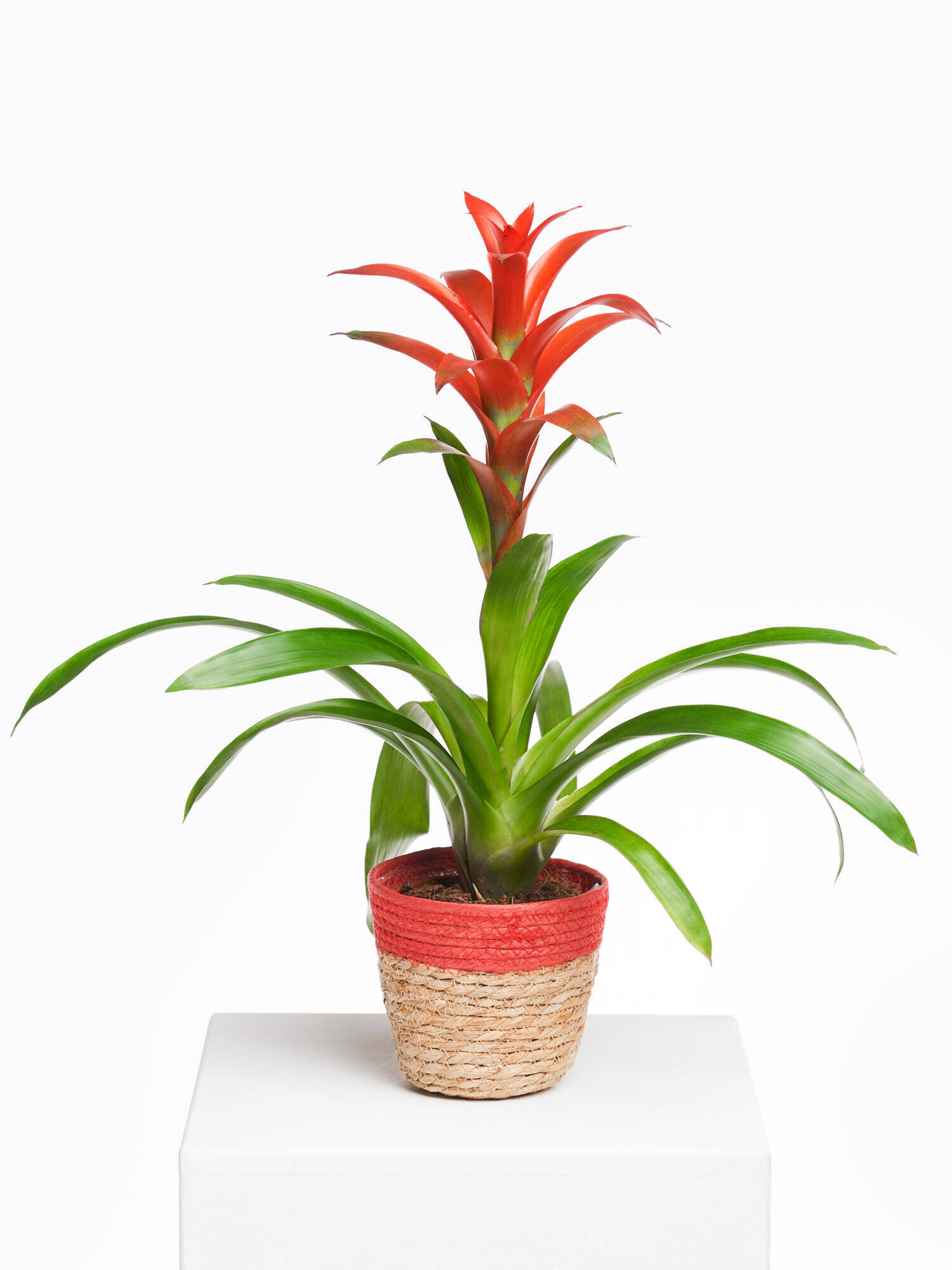 Guzmania