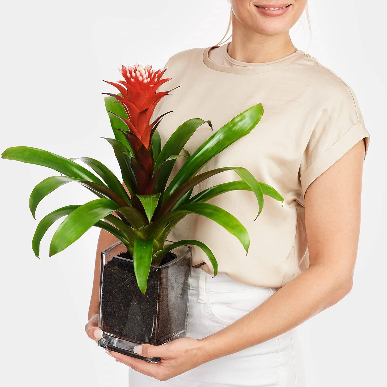 Blume, Blumen-Arrangement, Pflanze, Blumenstrauß, Florales Design, Blume, Blumen-Arrangement, Pflanze, Blumenstrauß, Florales Design, Blume, Blumen-Arrangement, Pflanze, Blumenstrauß, Florales Design