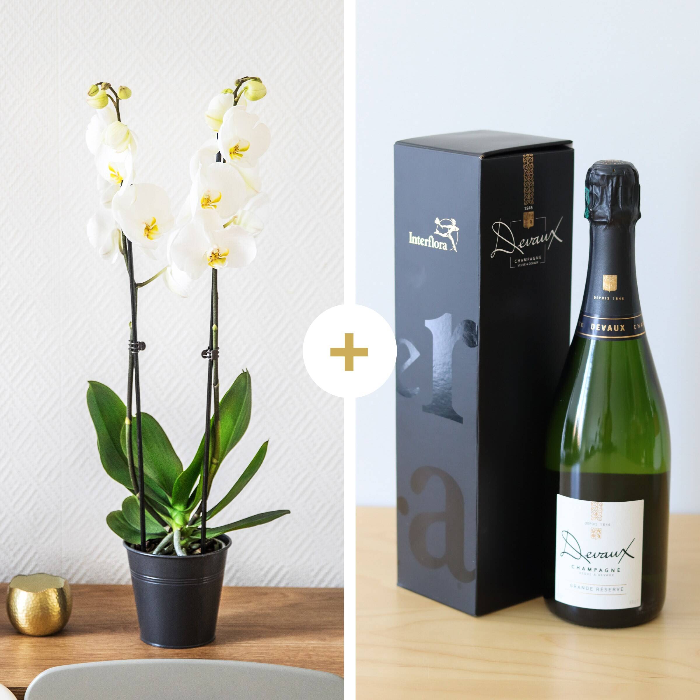 Flasche, Schnaps, Weinflasche, Blume, Blumen-Arrangement, Flasche, Schnaps, Weinflasche, Blume, Blumen-Arrangement, Flasche, Schnaps, Weinflasche, Blume, Blumen-Arrangement, Flasche, Schnaps, Weinflasche, Blume, Blumen-Arrangement