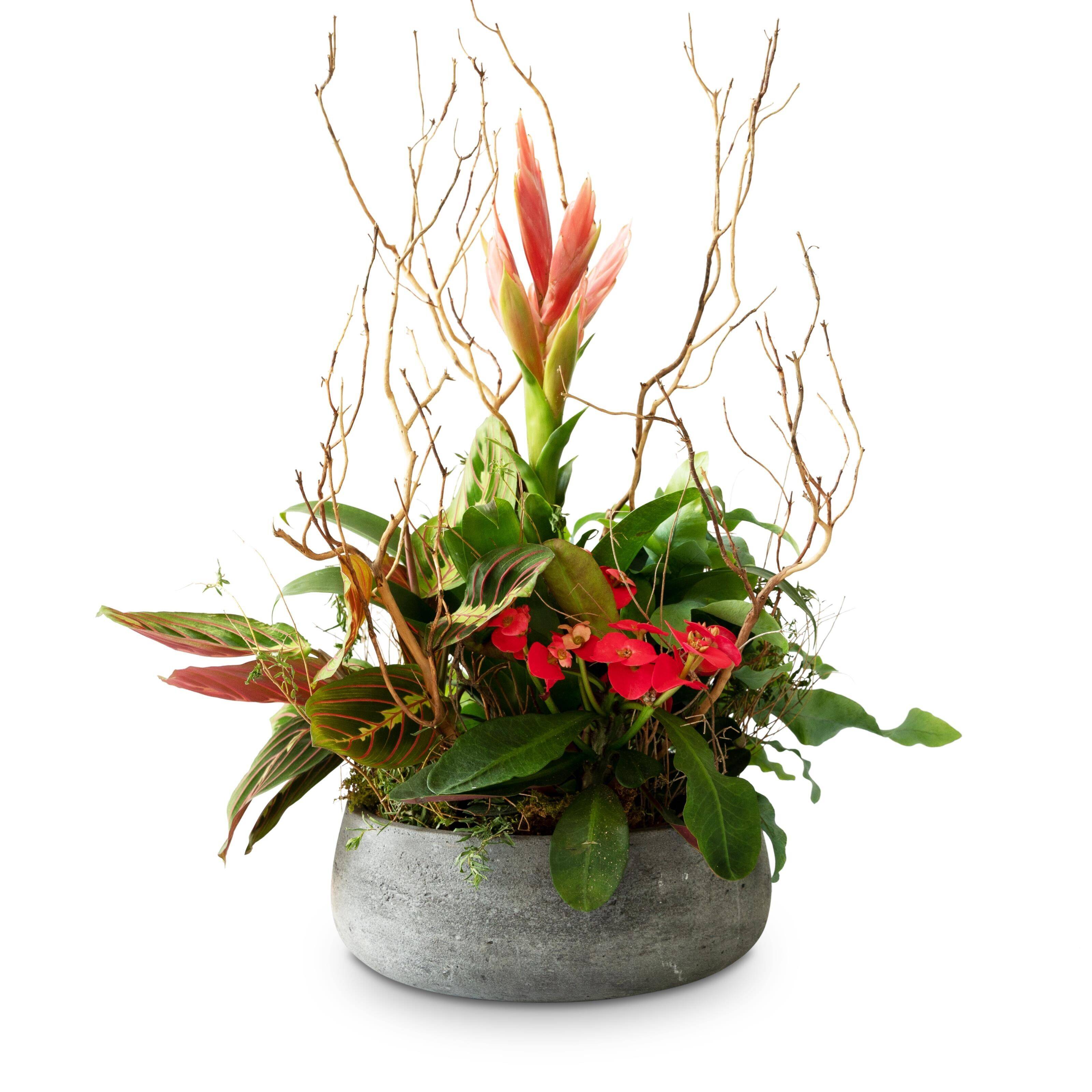 Blume, Blumen-Arrangement, Pflanze, Ikebana, Blumenstrauß, Blume, Blumen-Arrangement, Pflanze, Ikebana, Blumenstrauß, Blume, Blumen-Arrangement, Pflanze, Ikebana, Blumenstrauß, Blume, Blumen-Arrangement, Pflanze, Ikebana, Blumenstrauß