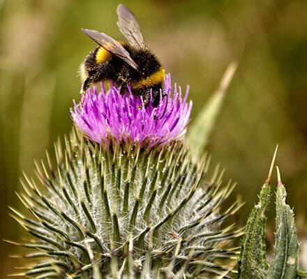 Hummel sitzt auf Distel