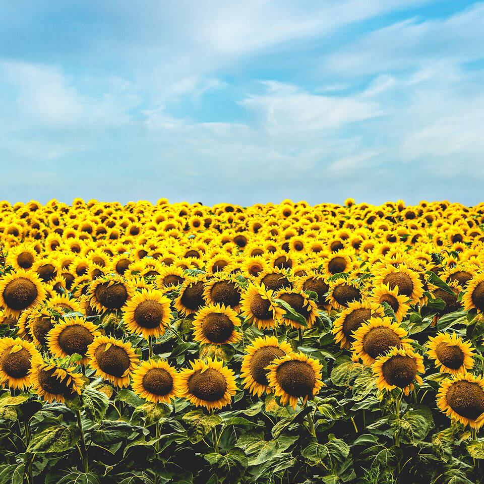 Sonnenblumenfeld unter strahlend blauem Himmel