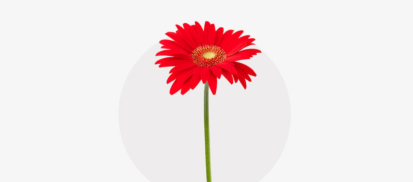 Gerbera Blüte in Orange