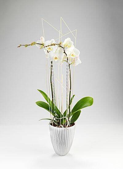 Blume, Blumen-Arrangement, Pflanze, Ikebana, Topfpflanze, Blume, Blumen-Arrangement, Pflanze, Ikebana, Topfpflanze, Blume, Blumen-Arrangement, Pflanze, Ikebana, Topfpflanze, Blume, Blumen-Arrangement, Pflanze, Ikebana, Topfpflanze