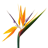 Strelitzia