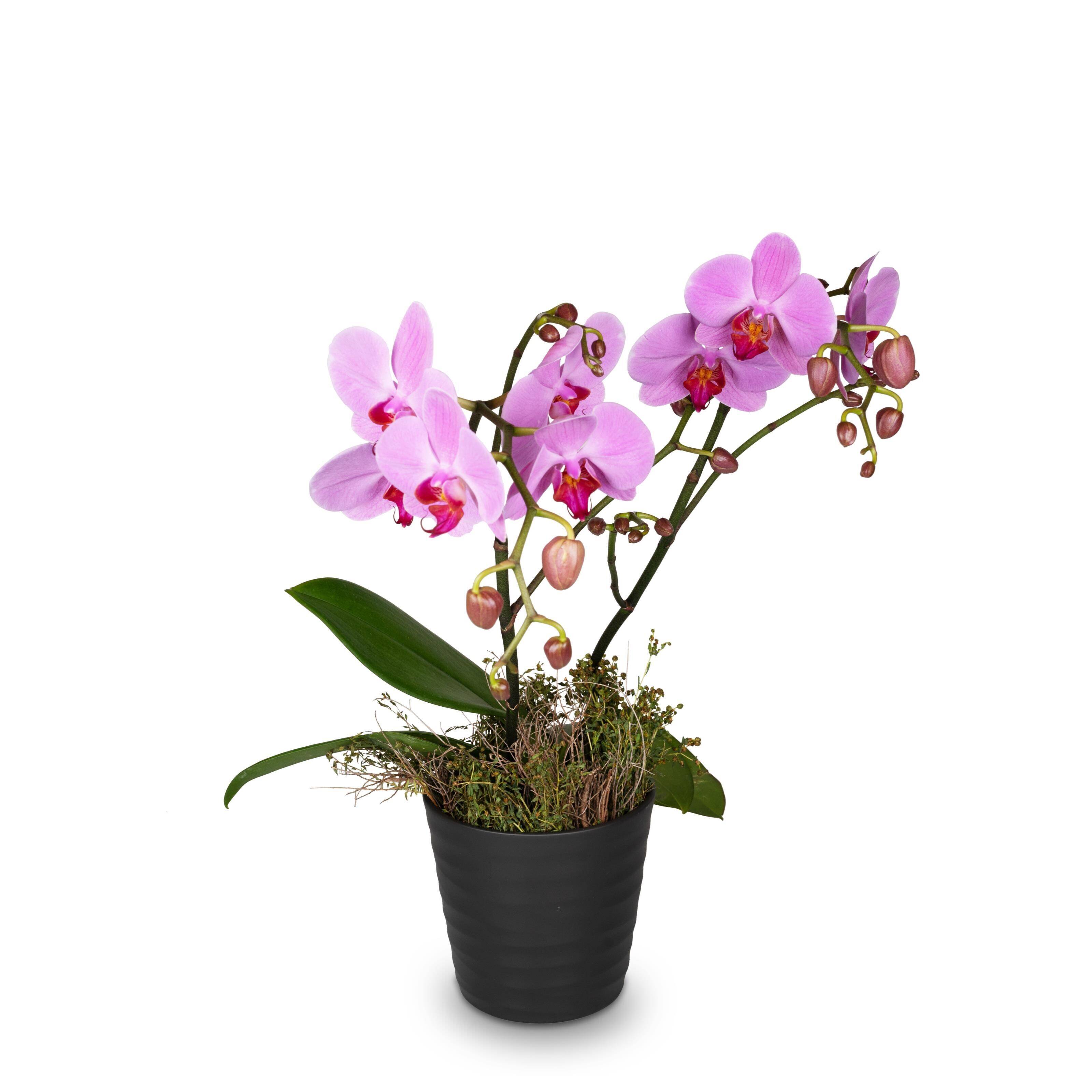 Indoor plant 'Pink Dream' orchid