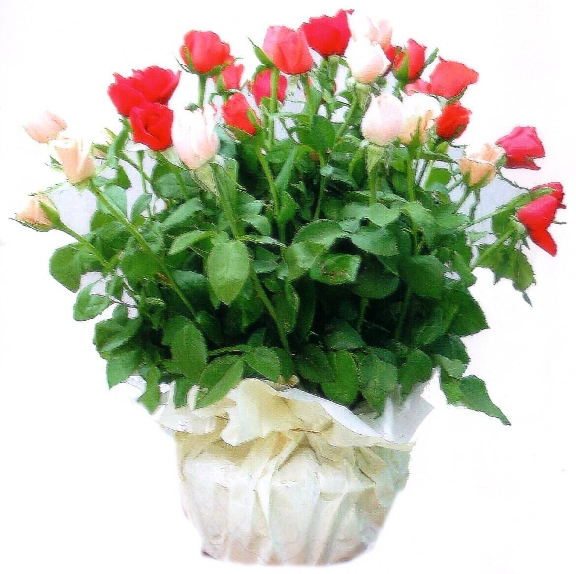 Blume, Blumen-Arrangement, Blumenstrauß, Topfpflanze, Rose, Blume, Blumen-Arrangement, Blumenstrauß, Topfpflanze, Rose, Blume, Blumen-Arrangement, Blumenstrauß, Topfpflanze, Rose, Blume, Blumen-Arrangement, Blumenstrauß, Topfpflanze, Rose