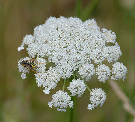 Blüte der wilden Möhre mit Insekt