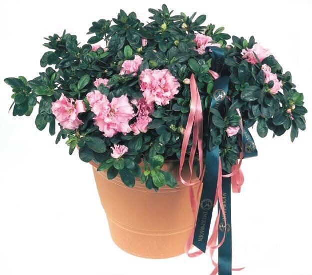 Pflanze, Pflanze im Topf, Blume, Geranie, Pflanzgefäß, Pflanze, Pflanze im Topf, Blume, Geranie, Pflanzgefäß, Pflanze, Pflanze im Topf, Blume, Geranie, Pflanzgefäß, Pflanze, Pflanze im Topf, Blume, Geranie, Pflanzgefäß