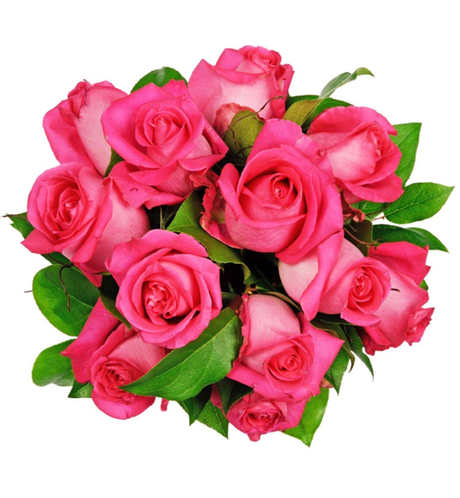 Blume, Blumen-Arrangement, Blumenstrauß, Pflanze, Rose, Blume, Blumen-Arrangement, Blumenstrauß, Pflanze, Rose, Blume, Blumen-Arrangement, Blumenstrauß, Pflanze, Rose, Blume, Blumen-Arrangement, Blumenstrauß, Pflanze, Rose